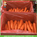 Carrot In Fresh Carrot